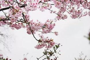 背景长长花腰情,探寻古老民族服饰文化的魅力之旅