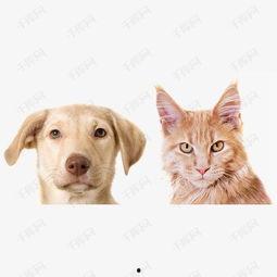 小狗的图片和资料,探寻小狗的可爱瞬间与成长故事